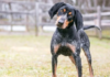 Bluetick Coonhound Dog Breed: A Comprehensive Guide